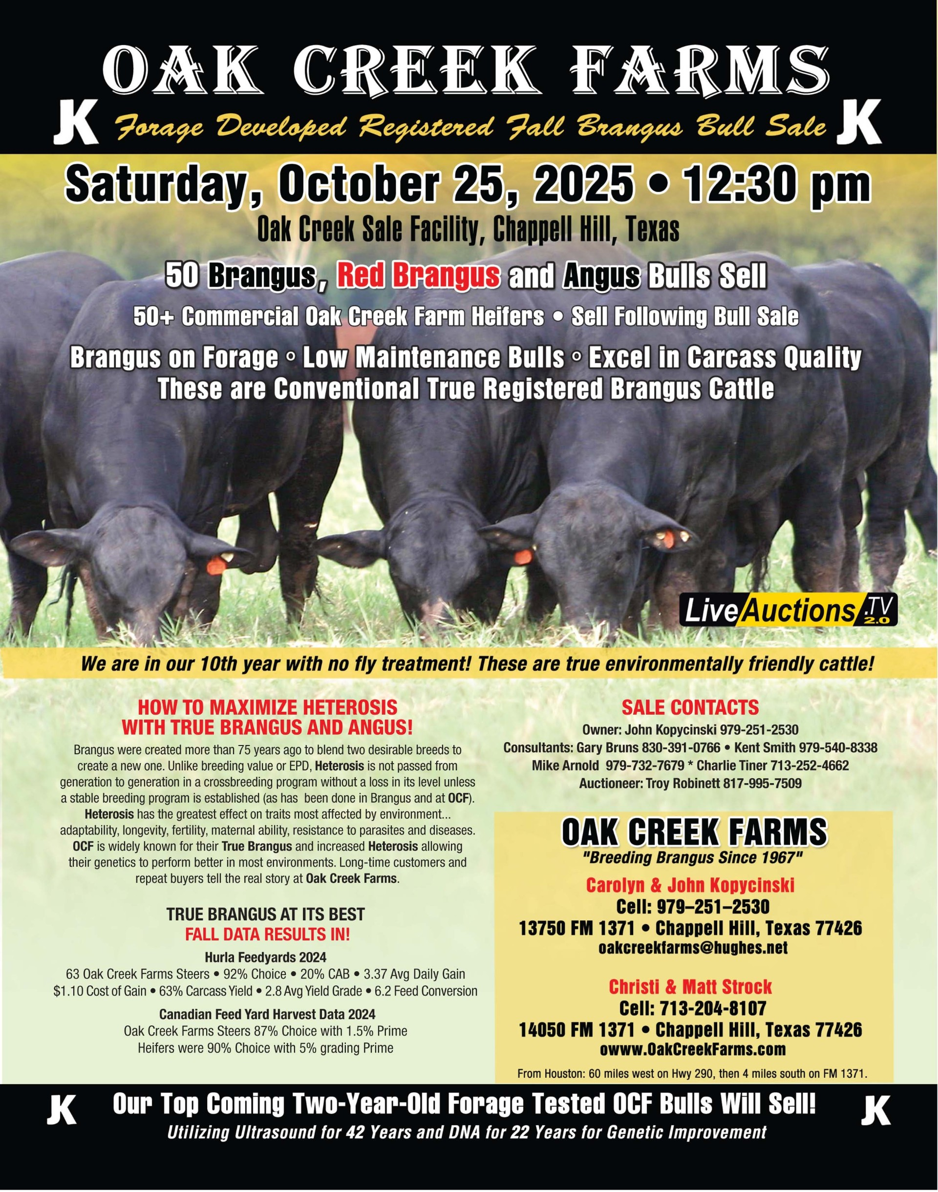 OCF Forage Developed Registered Bull Sale - Red Brangus Bulls, Brangus Bulls, Red Angus Bulls, Angus Bulls