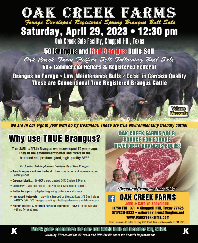 OCF Forage Developed Registered Bull Sale - Red Brangus Bulls, Brangus Bulls, Red Angus Bulls, Angus Bulls