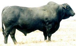 Phenom, a genetic benchmark of OCF red brangus bulls